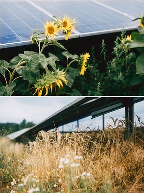 Solcellsparken planteras med regionala blommor och gräsängar på ett naturvänligt sätt för ökad biologisk mångfald.